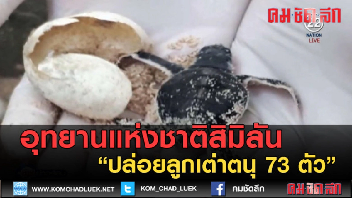 (คลิปข่าว) อุทยานแห่งชาติสิมิลัน ปล่อยลูกเต่าตนุ 73 ตัว (คลิปข่าว) อุทยานแห่งชาติสิมิลัน ปล่อยลูกเต่าตนุ 73 ตัว