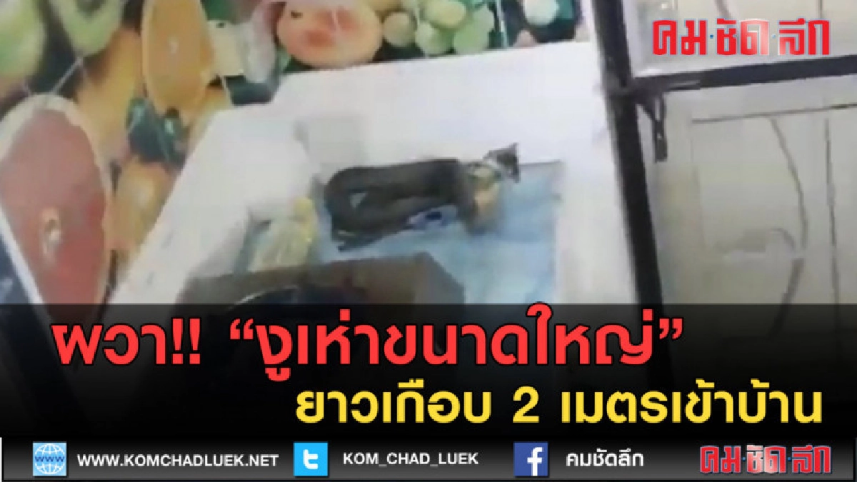 (คลิปข่าว) ผวา!! งูเห่ายาวเกือบ 2 เมตรเข้าบ้าน 