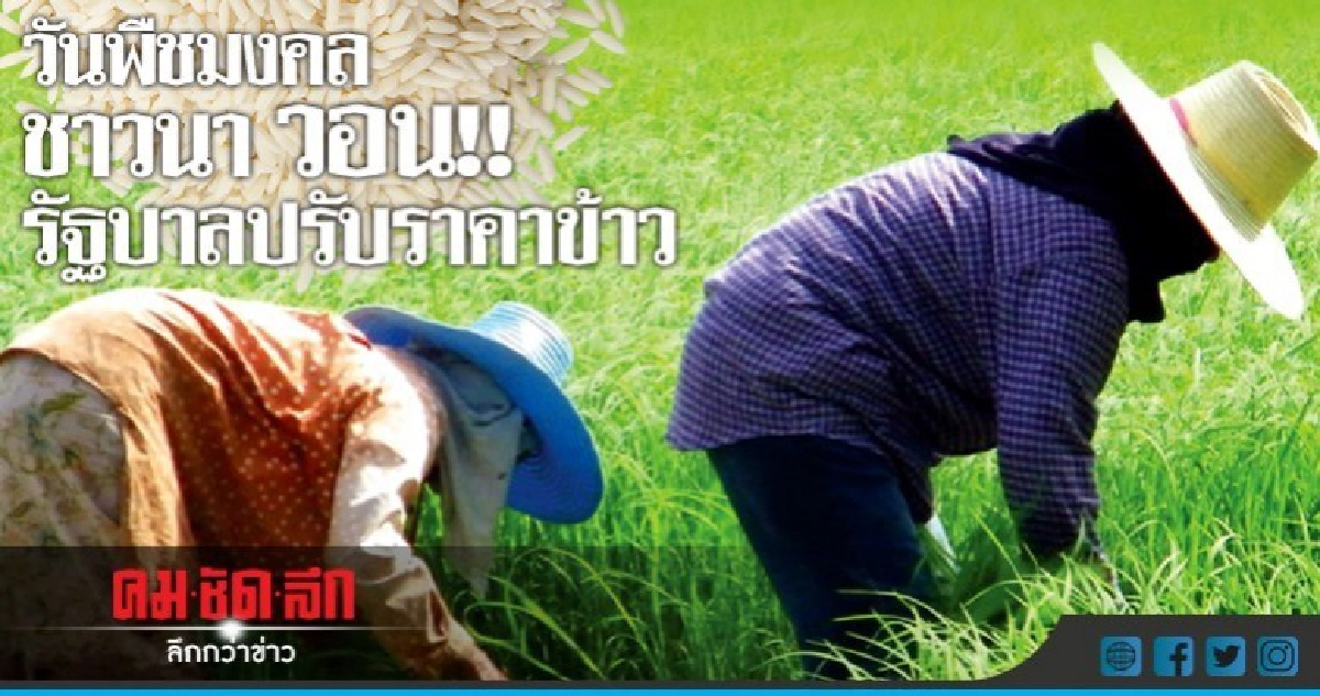 ชาวนา ถือฤกษ์พืชมงคล ไถ-หว่านนาข้าว ร้องรัฐบาลปรับราคาข้าว!! ชาวนา ถือฤกษ์พืชมงคล ไถ-หว่านนาข้าว ร้องรัฐบาลปรับราคาข้าว!!