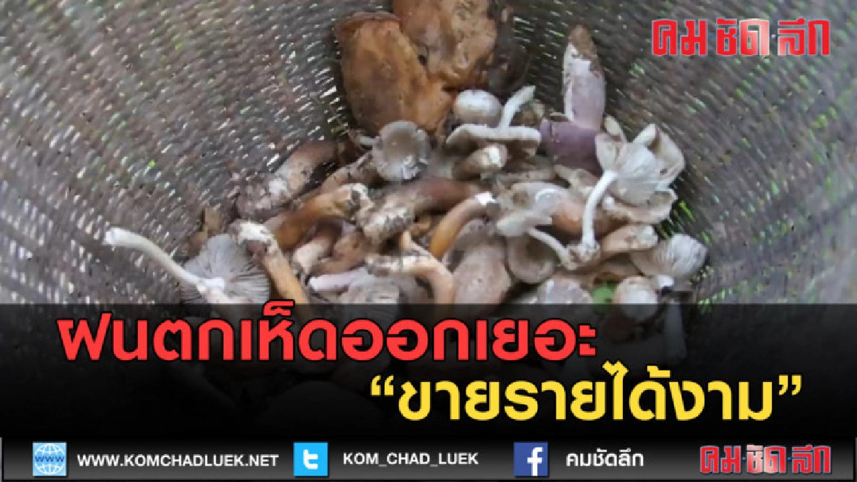 (คลิปข่าว) ฝนตกเห็ดออกเยอะชาวบ้านเก็บขายรายได้งาม