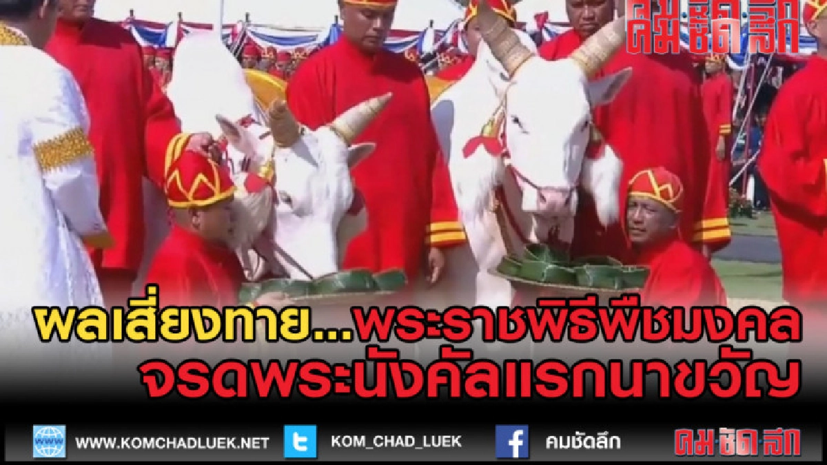 (คลิปข่าว) ผลเสี่ยงทายผ้านุ่ง6คืบ พระโคกินน้ำ-หญ้า-เหล้า (คลิปข่าว) ผลเสี่ยงทายผ้านุ่ง6คืบ พระโคกินน้ำ-หญ้า-เหล้า