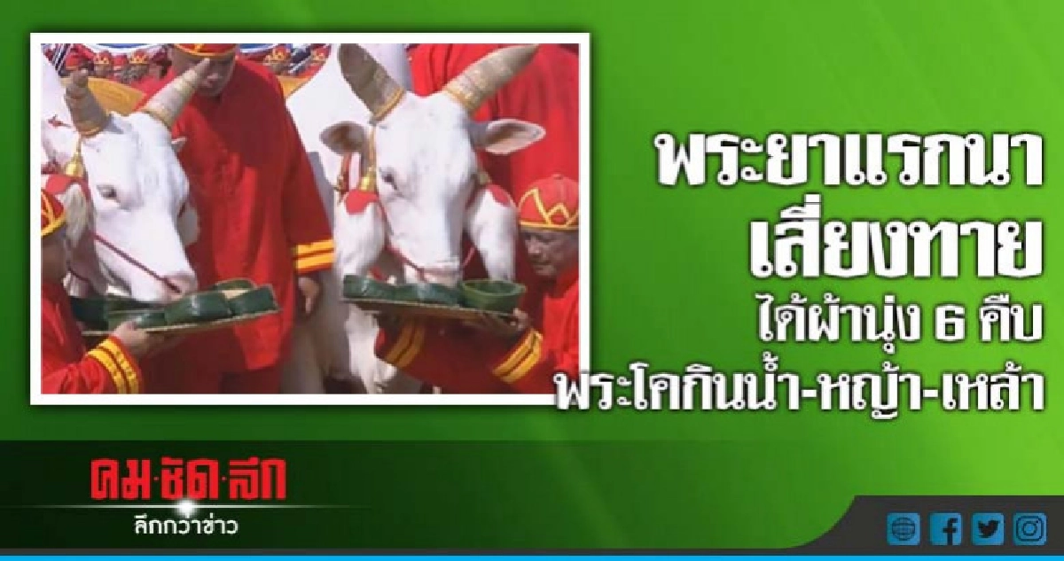พระยาแรกนา เสี่ยงทายได้ผ้านุ่ง6คืบ พระโคกินน้ำ-หญ้า-เหล้า