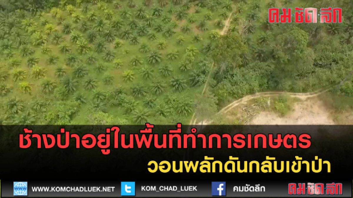 (คลิปข่าว) ช้างป่าเข้าสวนยางชาวบ้าน วอนผลักดันกลับเข้าป่า (คลิปข่าว) ช้างป่าเข้าสวนยางชาวบ้าน วอนผลักดันกลับเข้าป่า