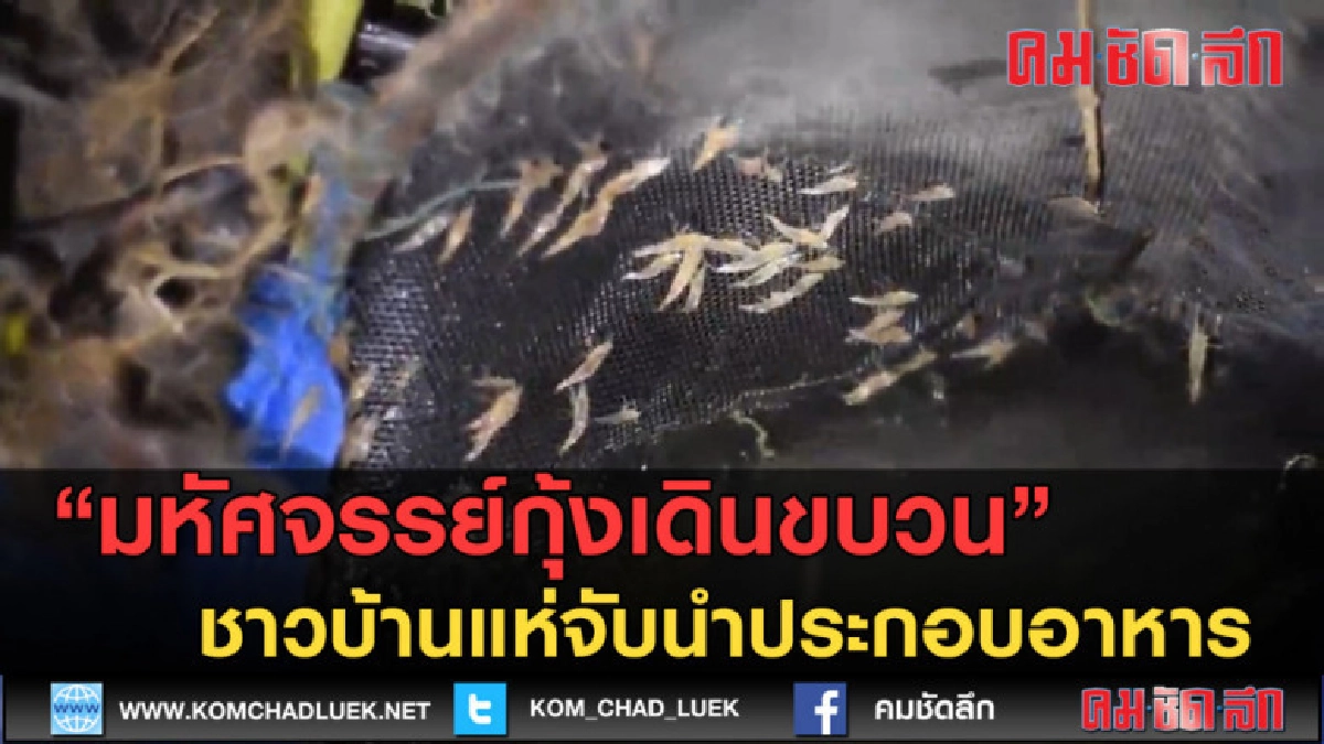 (คลิปข่าว) กุ้งเดินขบวน ชาวบ้านแห่จับนำประกอบอาหาร (คลิปข่าว) กุ้งเดินขบวน ชาวบ้านแห่จับนำประกอบอาหาร