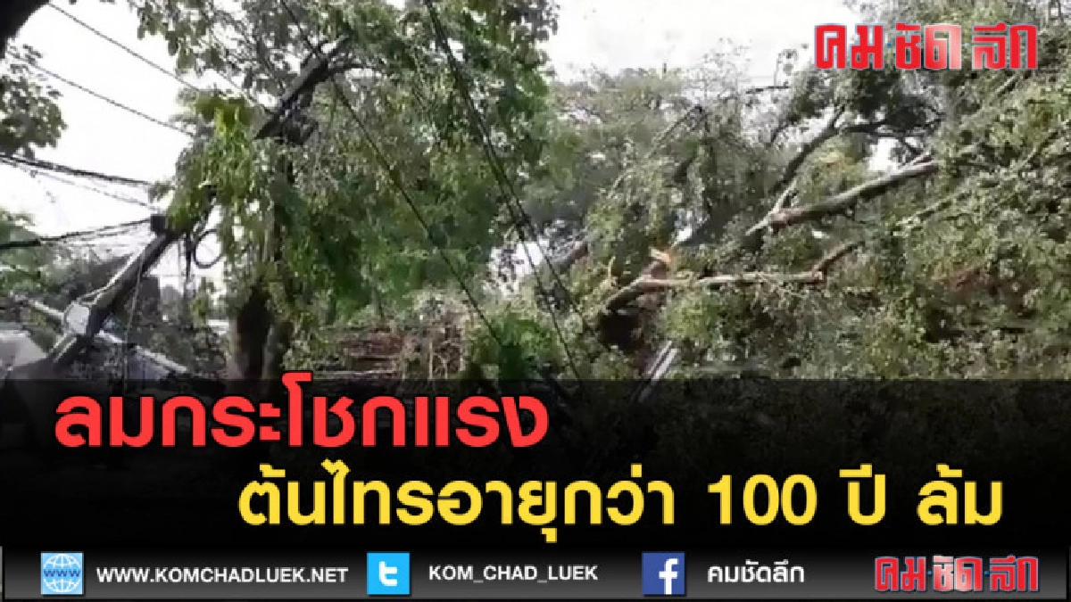 (คลิปข่าว) ฝนกระหน่ำ ลมกระโชกแรง ต้นไทรอายุกว่า 100 ปี ล้ม (คลิปข่าว) ฝนกระหน่ำ ลมกระโชกแรง ต้นไทรอายุกว่า 100 ปี ล้ม