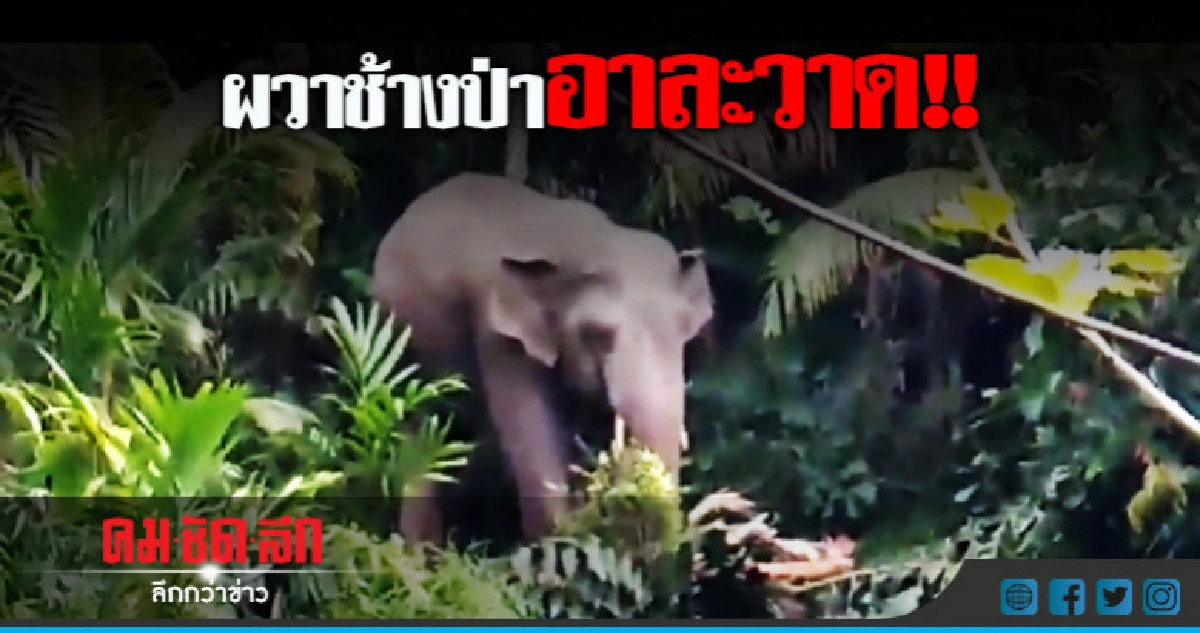 ชาวบ้านผวาช้างป่าบุกกินพืชไร่ !! ชาวบ้านผวาช้างป่าบุกกินพืชไร่ !!