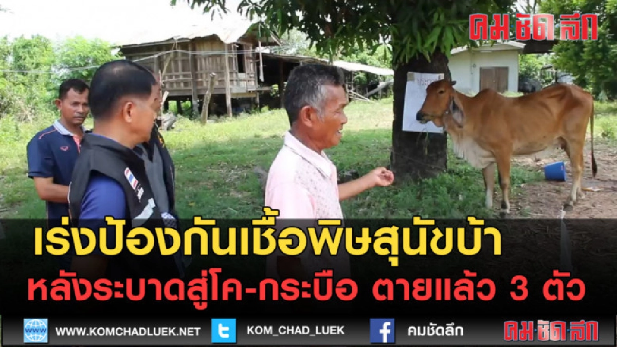 (คลิปข่าว) เร่งป้องกันเชื้อพิษสุนัขบ้าหลังระบาดในวัว (คลิปข่าว) เร่งป้องกันเชื้อพิษสุนัขบ้าหลังระบาดในวัว