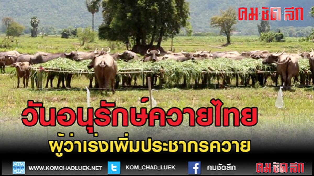 (คลิปข่าว)โคราชจัดงานวันอนุรักษ์ควายไทย