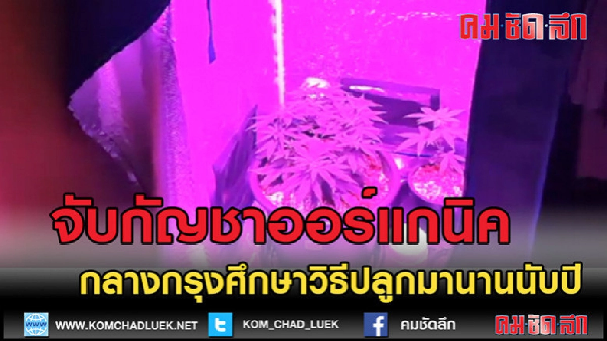 (คลิปข่าว)จับกัญชาออร์แกนิค ปลูกในกรุง