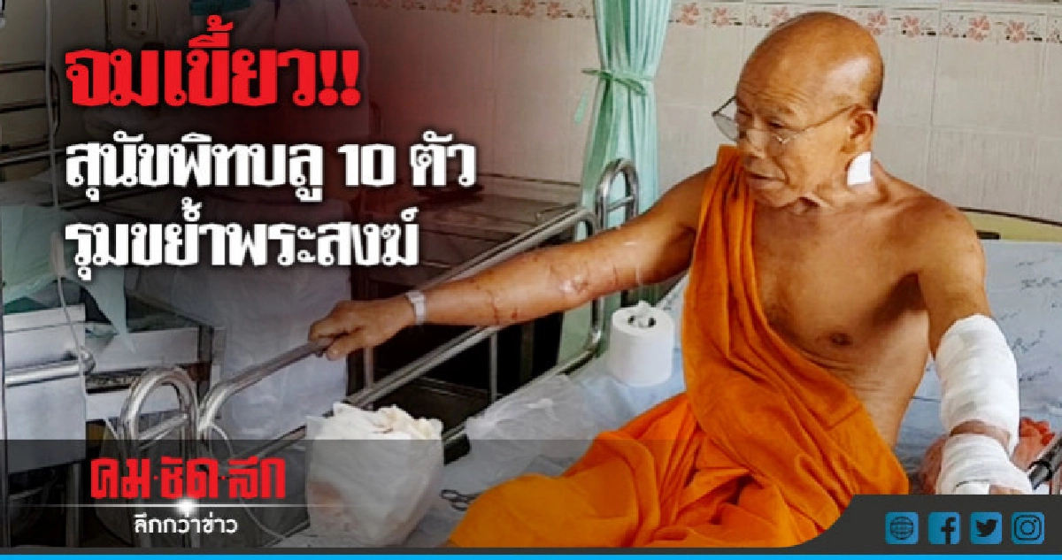 พิทบลูเกือบ10ตัวรุมขย่ำพระสงฆ์50เขี้ยว พิทบลูเกือบ10ตัวรุมขย่ำพระสงฆ์50เขี้ยว