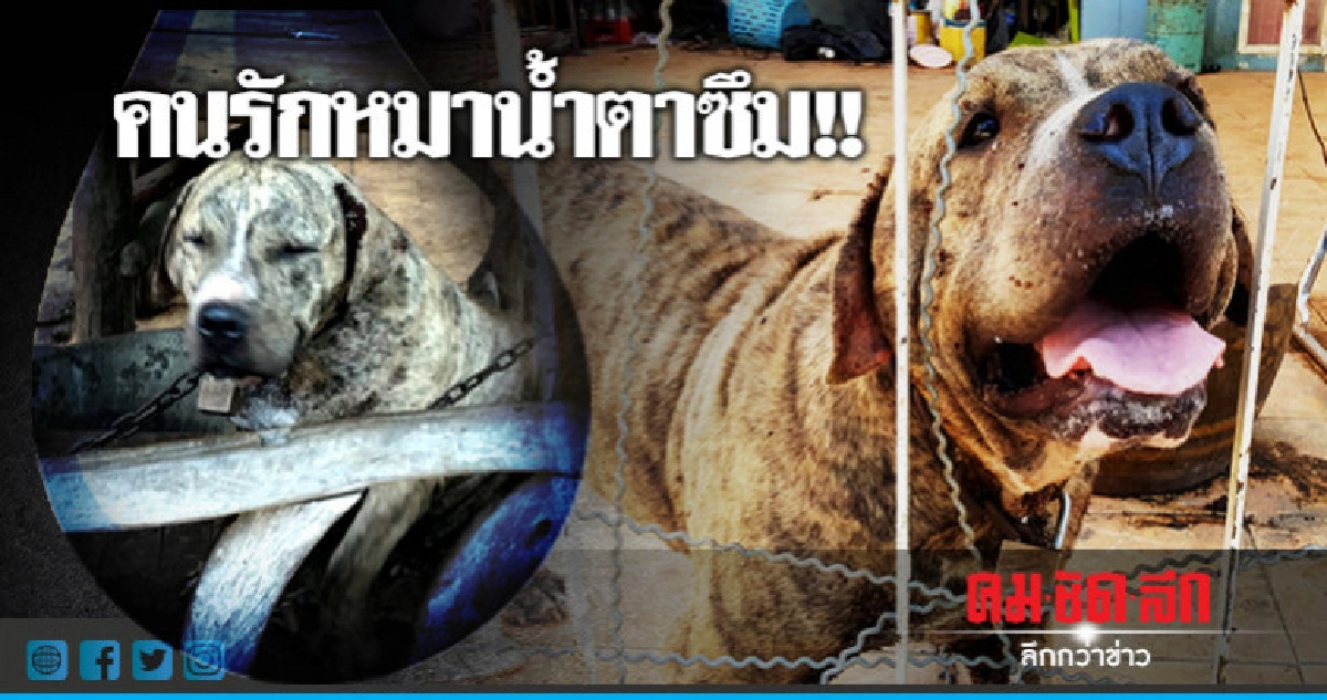 สะเทือนใจคนรักหมา !!