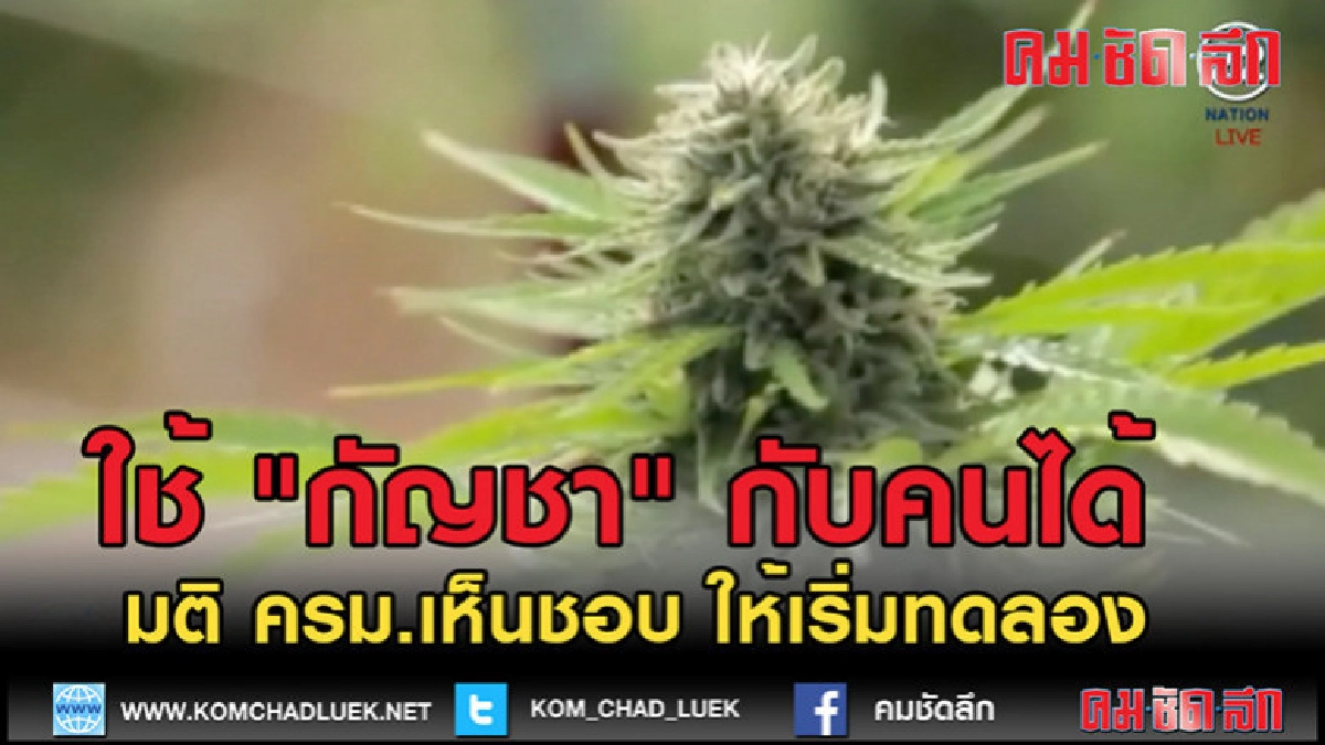(คลิปข่าว) มติ ครม.เห็นชอบ ให้เริ่มทดลองใช้ "กัญชา" กับคนได้ (คลิปข่าว) มติ ครม.เห็นชอบ ให้เริ่มทดลองใช้ "กัญชา" กับคนได้