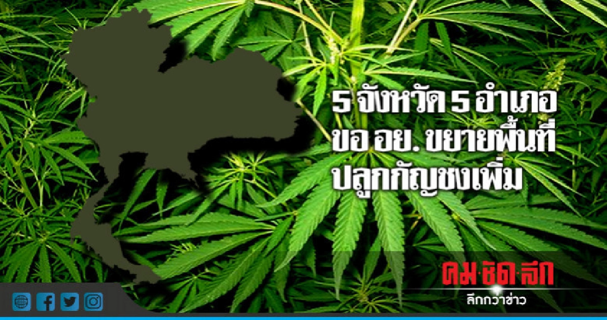 5 อำเภอยื่นขอ อย.ขยายพื้นที่ปลูกกัญชง 5 อำเภอยื่นขอ อย.ขยายพื้นที่ปลูกกัญชง