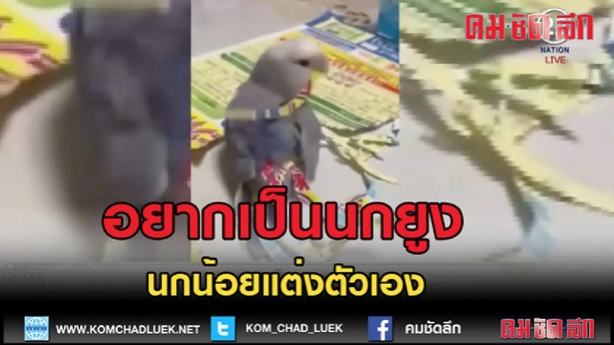 (คลิปข่าว) นกน้อยอยากเป็น "นกยูง"