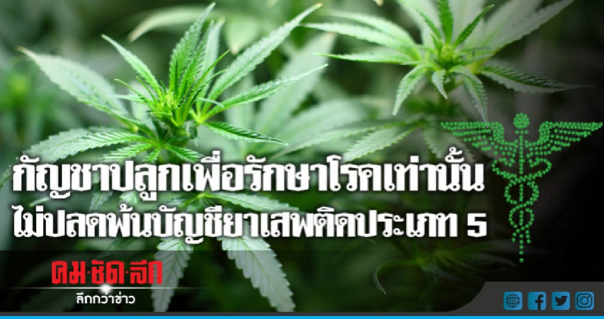 รอ 3 ปี ลุ้นปชช.ขออนุญาตปลูกกัญชาภายใต้การควบคุม รอ 3 ปี ลุ้นปชช.ขออนุญาตปลูกกัญชาภายใต้การควบคุม
