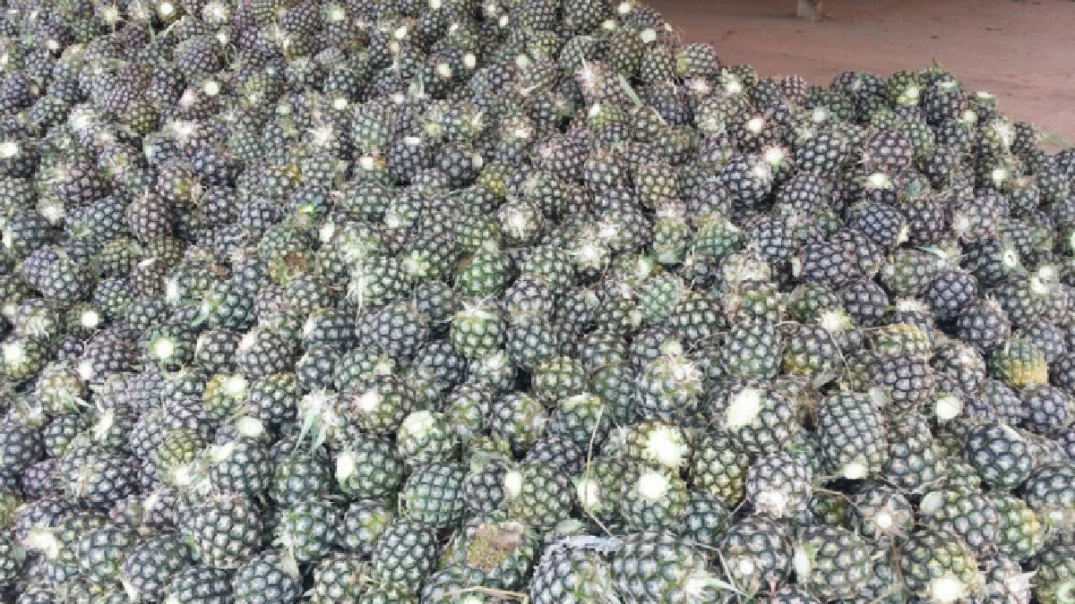 สศก. หารือร่วมทุกหน่วย งัดมาตรการแก้สับปะรดราคาตก 