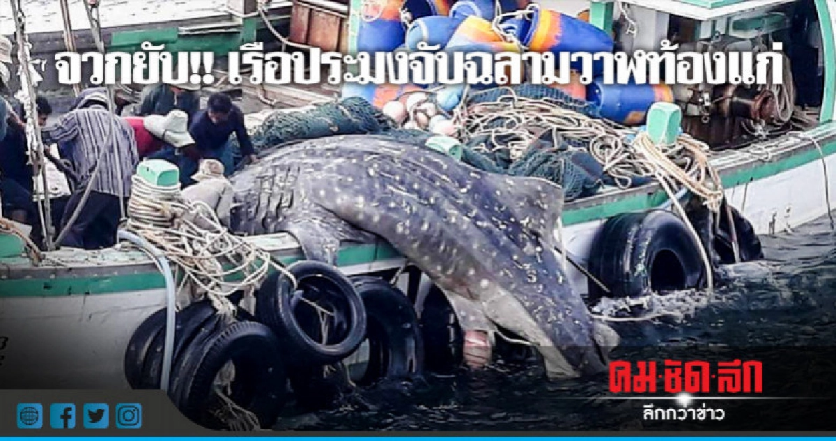 เย้ยกฎหมาย !! จับฉลามวาฬท้องแก่ เย้ยกฎหมาย !! จับฉลามวาฬท้องแก่