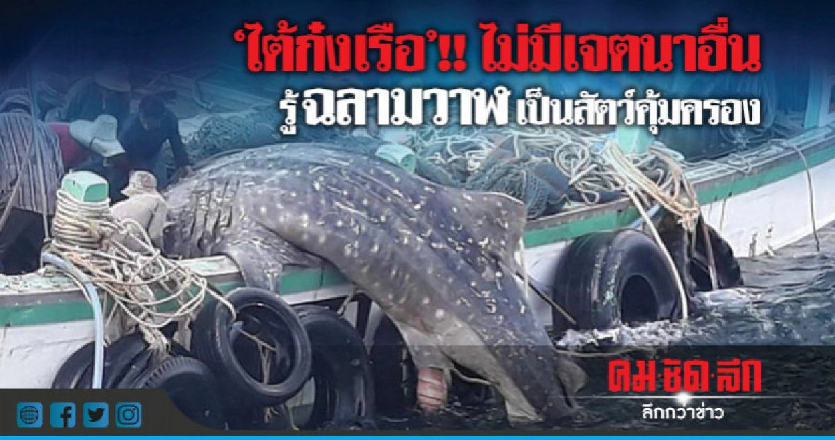"ไต้ก๋งเรือ"แจงนำฉลามวาฬขึ้นเรือต้องการช่วยไม่มีเจตนาอื่น "ไต้ก๋งเรือ"แจงนำฉลามวาฬขึ้นเรือต้องการช่วยไม่มีเจตนาอื่น