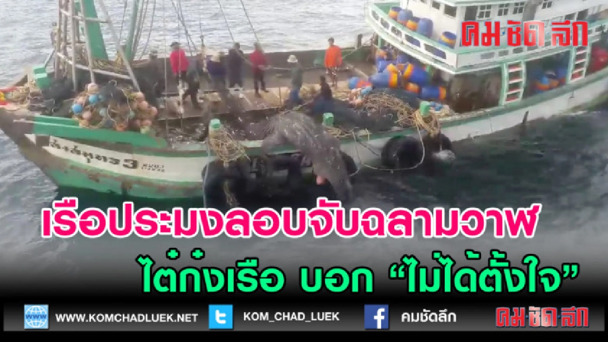 (คลิปข่าว) เรือประมงลอบจับฉลามวาฬ ไต๋ก๋งบอก "ไม่ได้ตั้งใจ"