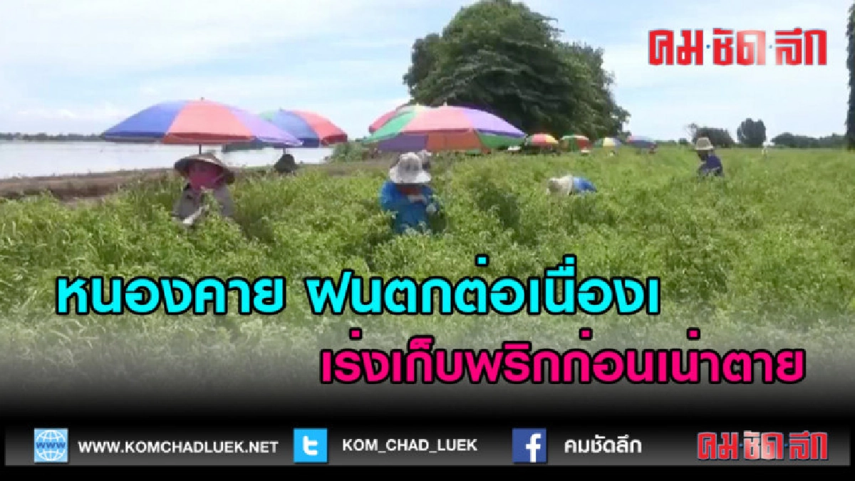 (คลิปข่าว) หนองคาย ฝนตกต่อเนื่องเร่งเก็บพริกก่อนเน่าตาย (คลิปข่าว) หนองคาย ฝนตกต่อเนื่องเร่งเก็บพริกก่อนเน่าตาย
