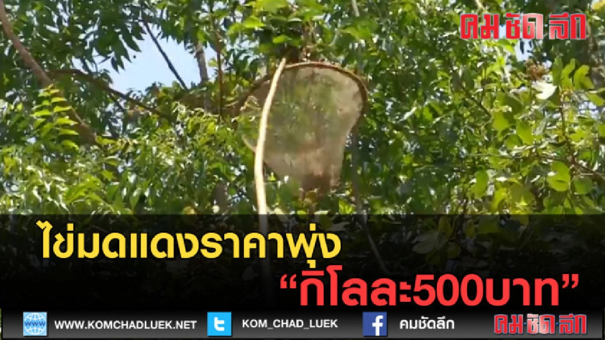 (คลิปข่าว) ไข่มดแดงราคาพุ่งกิโลละ500บาท