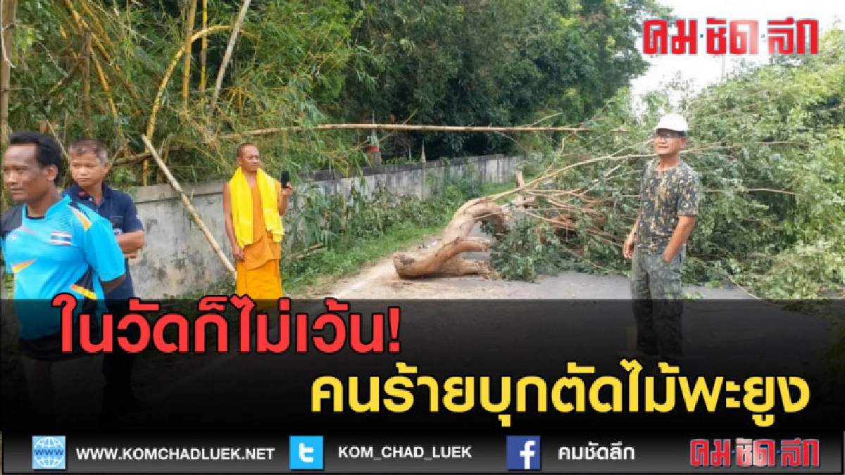 (คลิปข่าว) ในวัดก็ไม่เว้น คนร้ายบุกตัดไม้พะยูง