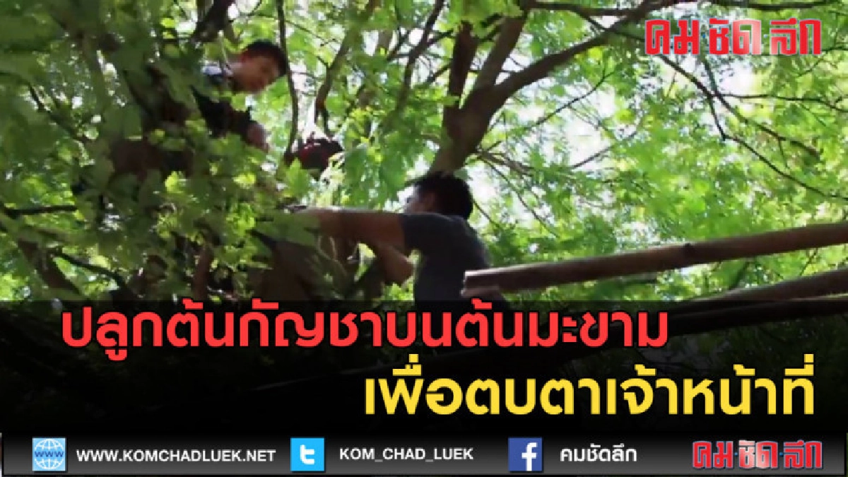 (คลิปข่าว) ปลูกต้นกัญชาบนต้นมะขามตบตาเจ้าหน้าที่