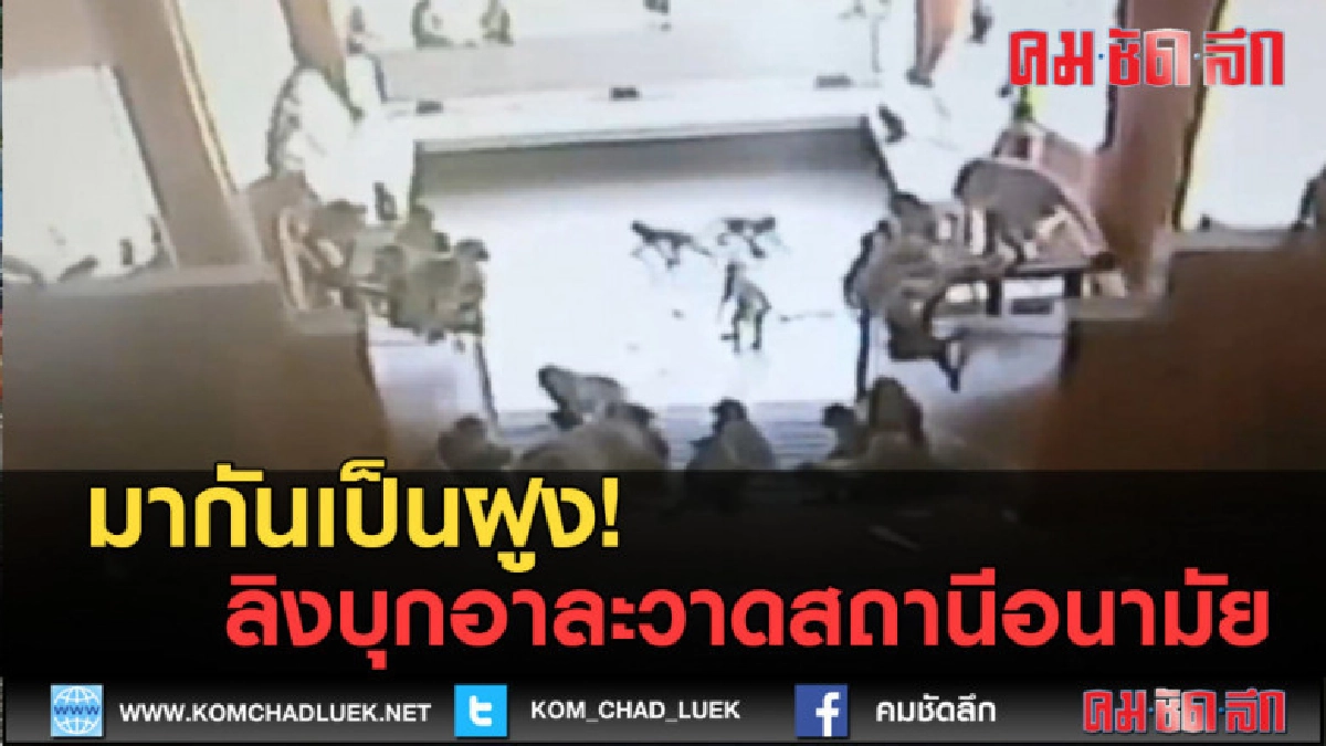 (คลิปข่าว) ลิงบุกอาละวาดสถานีอนามัย