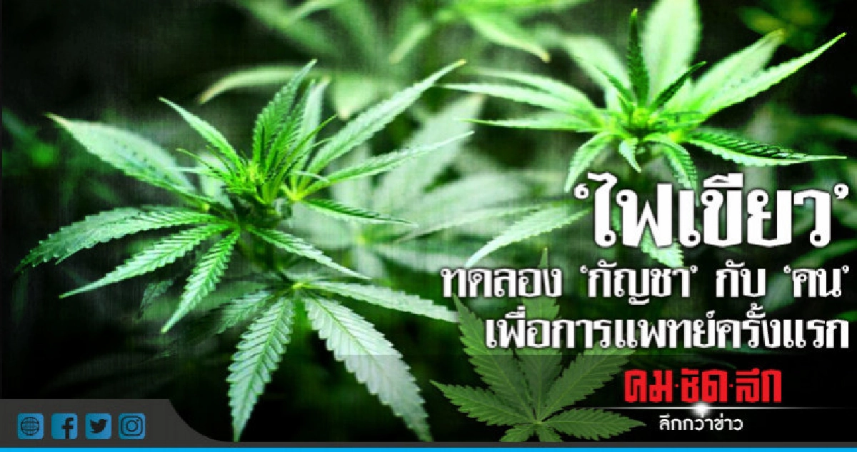 เปิดร่าง กม.ทดลอง"กัญชา"กับ "คน"เพื่อการแพทย์ครั้งแรก เปิดร่าง กม.ทดลอง"กัญชา"กับ "คน"เพื่อการแพทย์ครั้งแรก