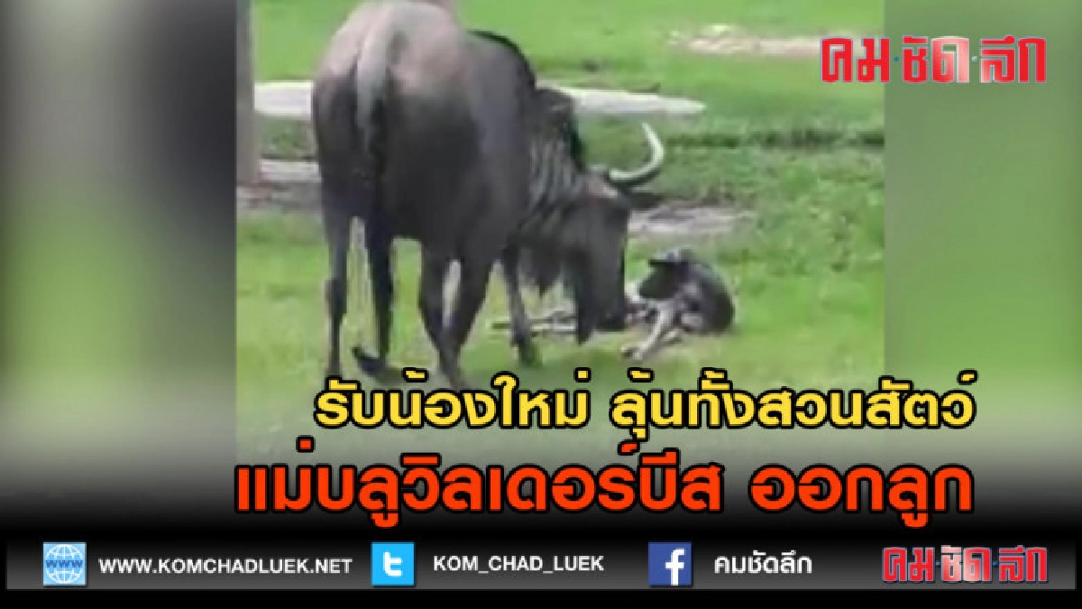 (คลิปข่าว)  ลุ้นทั้งสวนสัตว์ แม่บลูวิลเดอร์บีส ออกลูก2ตัว