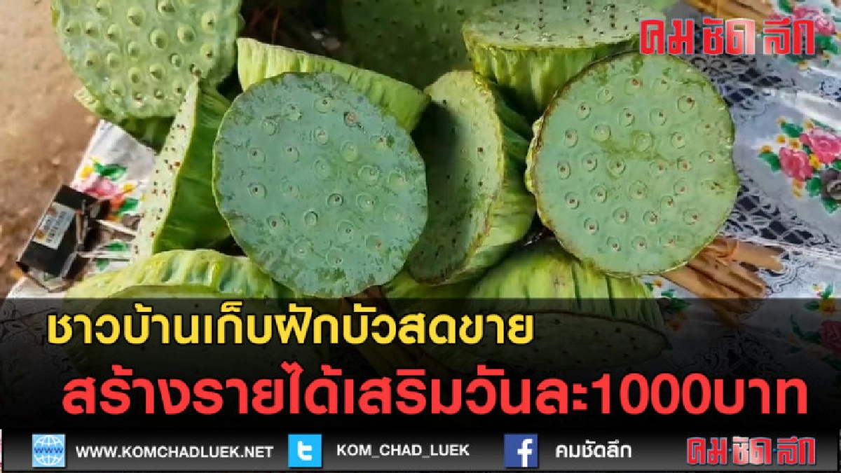 (คลิปข่าว) เก็บฝักบัวสดขายสร้างรายได้เสริมวันละ1000บาท