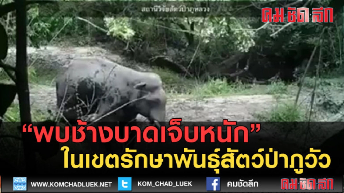 (คลิปข่าว) พบช้างบาดเจ็บหนักในเขตรักษาพันธุ์สัตว์ป่าภูวัว