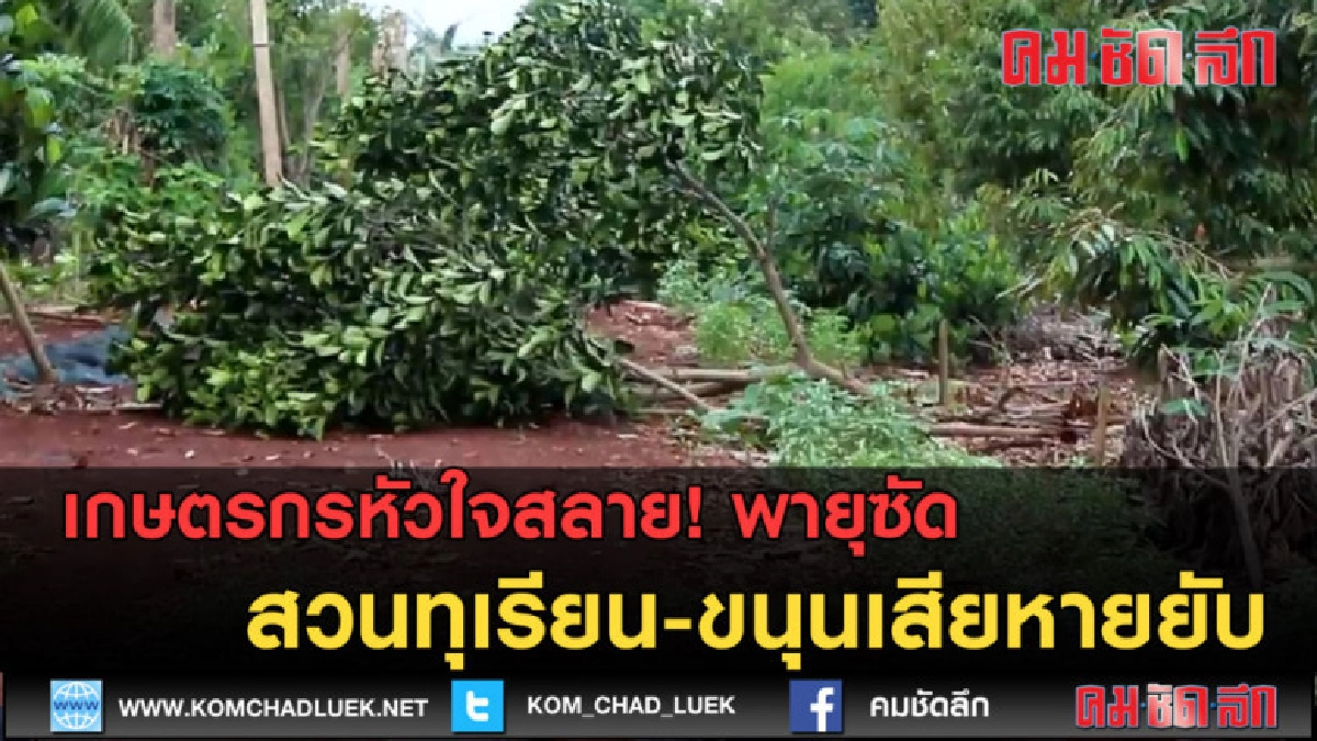 (คลิปข่าว) เกษตรกรหัวใจสลาย! พายุซัดสวนทุเรียนเสียหายยับ