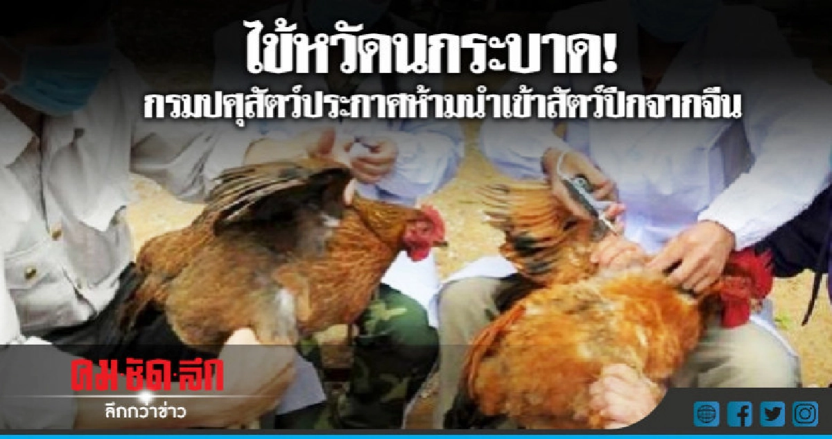 "ไข้หวัดนก"ระบาด"ปศุสัตว์"ห้ามนำเข้าสัตว์ปีกจากจีน