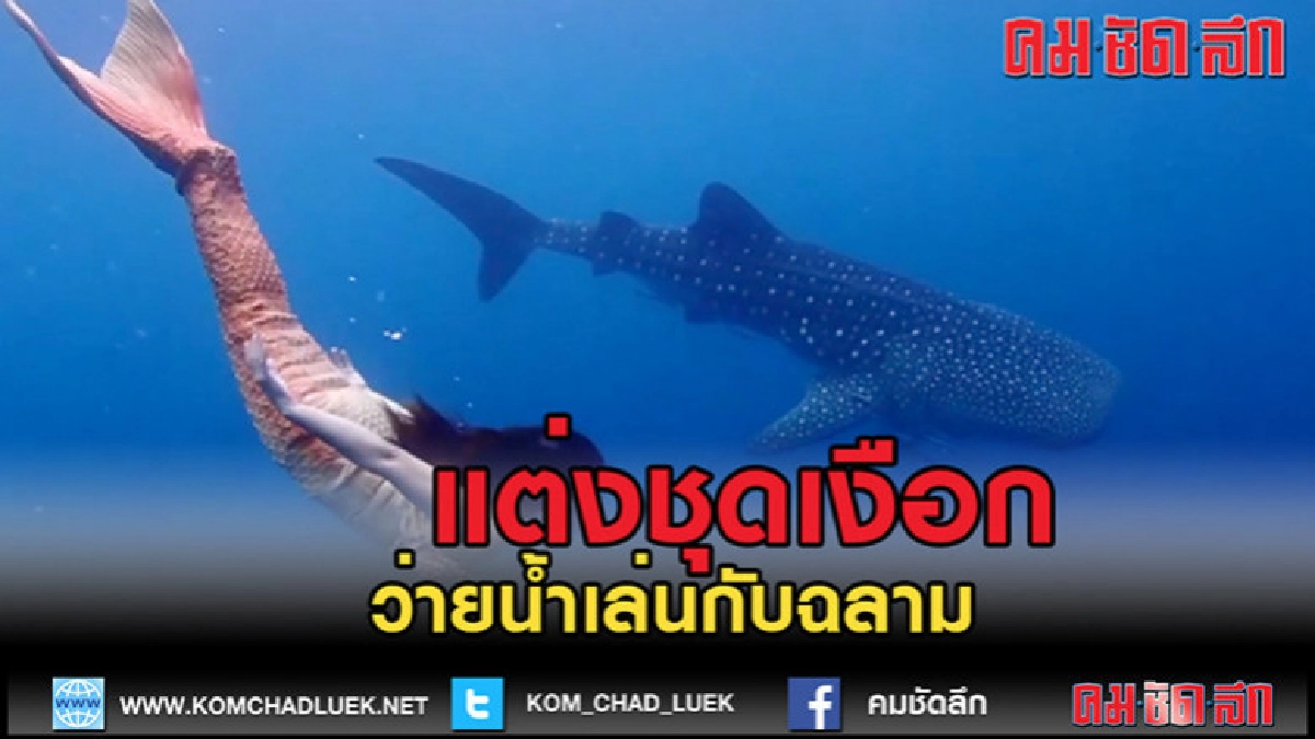 (คลิปข่าว)สาวพังงาแต่งชุดเงือกว่ายน้ำเล่นกับฉลาม (คลิปข่าว)สาวพังงาแต่งชุดเงือกว่ายน้ำเล่นกับฉลาม
