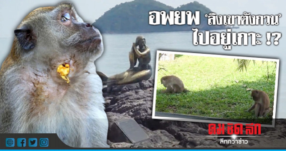 ปัญหาลิงกับชุมชนวิกฤตแล้ว !! ปัญหาลิงกับชุมชนวิกฤตแล้ว !!