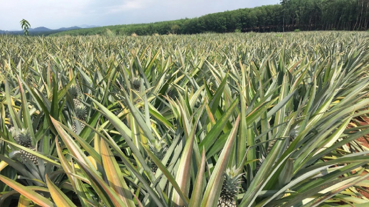 ใช้กลไกสหกรณ์ช่วยแก้ไขปัญหาราคาสับปะรดตกต่ำ