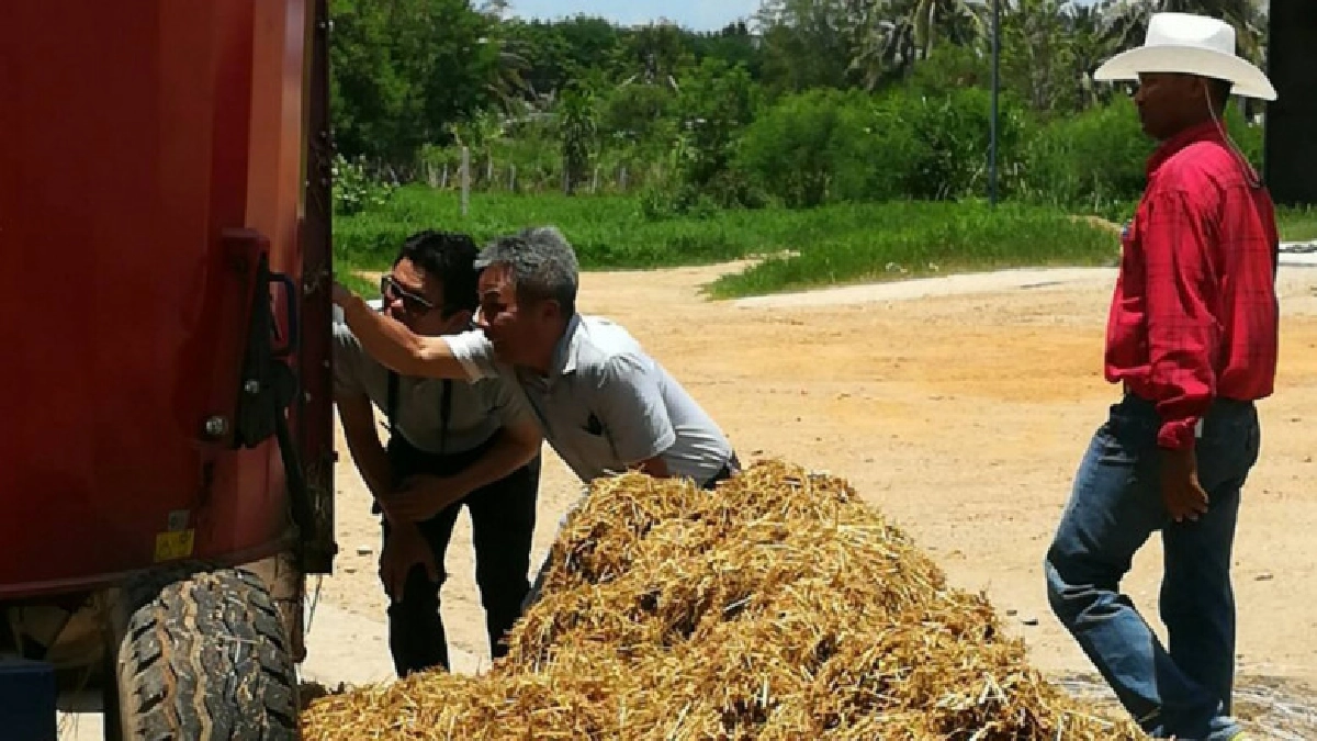 ปศุสัตว์คิดค้นสูตรอาหารสัตว์ช่วยวิกฤติสับปะรดล้นตลาด