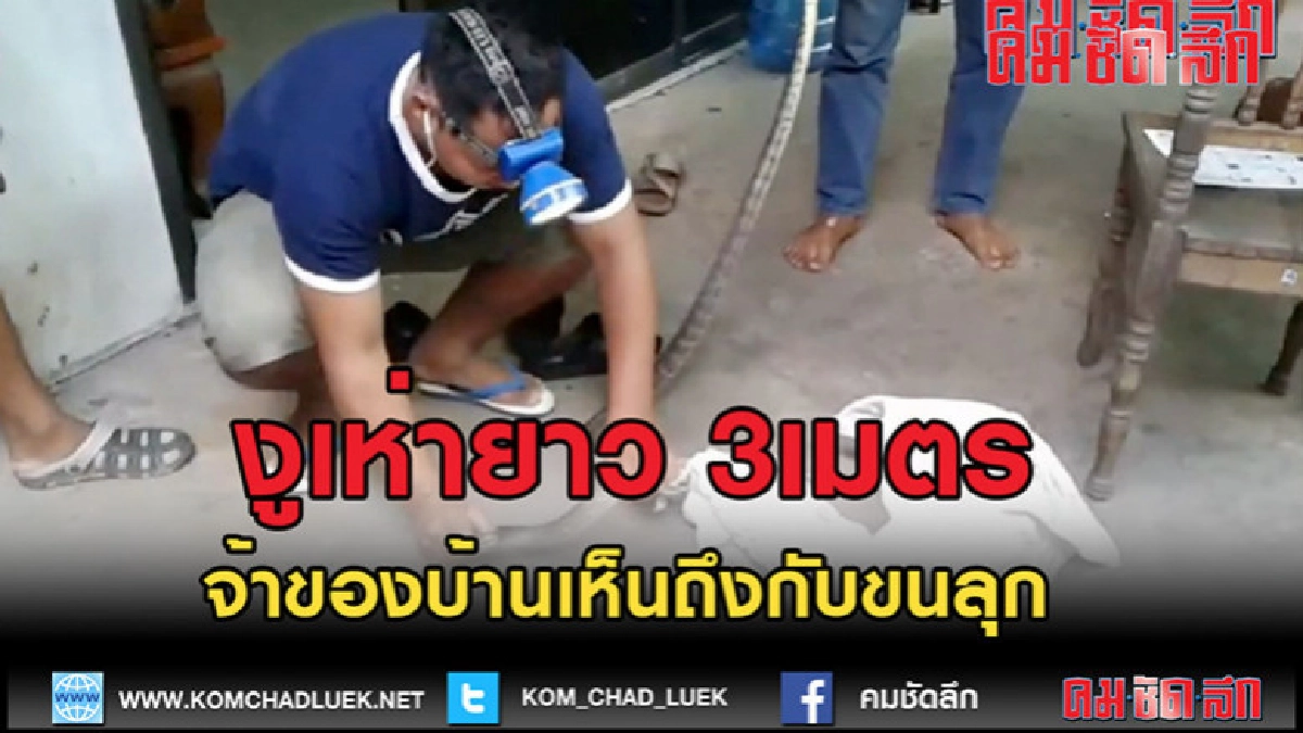 (คลิปข่าว)งูเห่ายาว 3เมตรบุกบ้าน