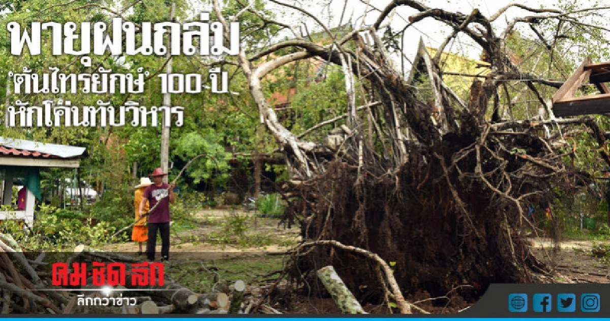 พายุฝนถล่มต้นไทรยักษ์คู่อายุ100ปีหักโค่น