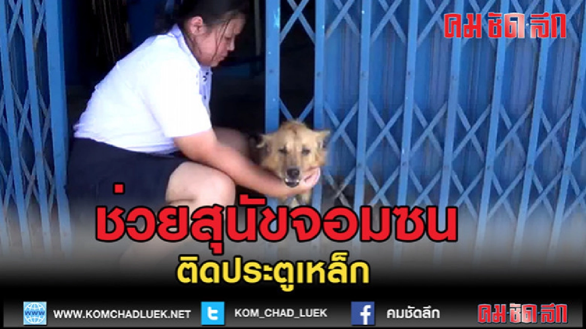 (คลิปข่าว)สุนัขติดประตูเหล็กเล่นเอากู้ภัยเหงื่อตก (คลิปข่าว)สุนัขติดประตูเหล็กเล่นเอากู้ภัยเหงื่อตก