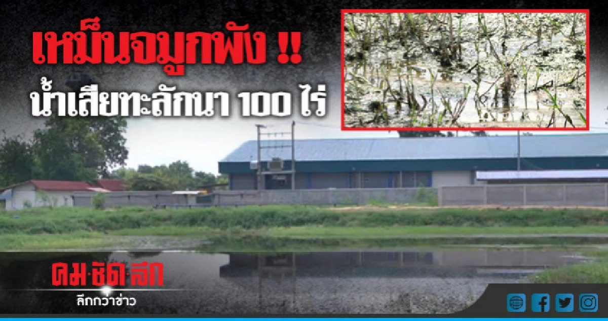 เดือดร้อน !! โรงเชือดหมูปล่อยน้ำเสียใส่นา เดือดร้อน !! โรงเชือดหมูปล่อยน้ำเสียใส่นา