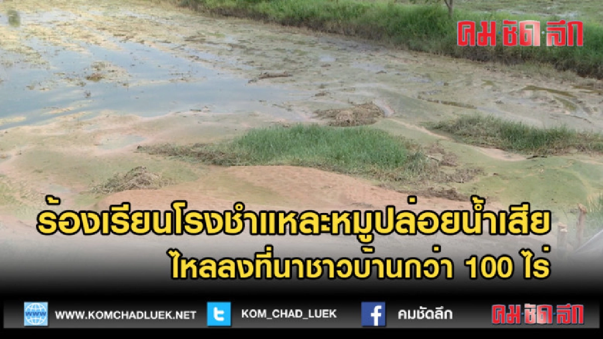(คลิปข่าว) ร้องเรียนโรงชำแหละหมูปล่อยน้ำเสียไหลลงที่นา