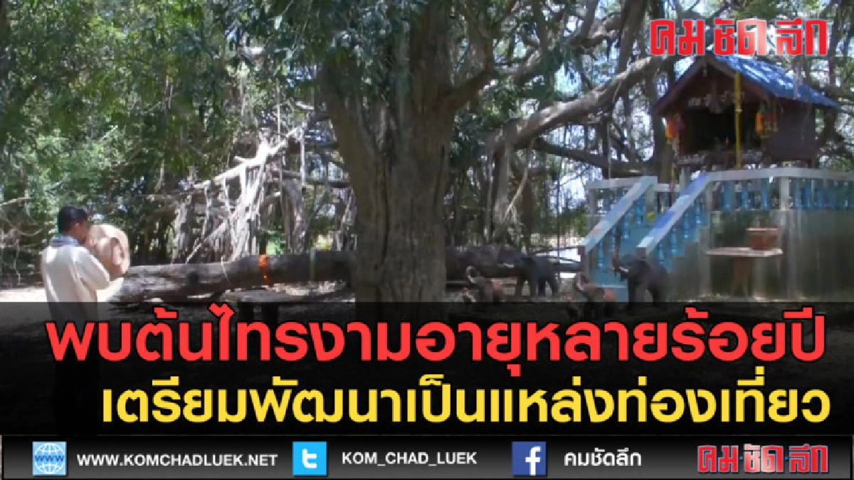 (คลิปข่าว) พบต้นไทรงามอายุหลายร้อยปีเตรียมพัฒนาเป็นที่เที่ยว (คลิปข่าว) พบต้นไทรงามอายุหลายร้อยปีเตรียมพัฒนาเป็นที่เที่ยว