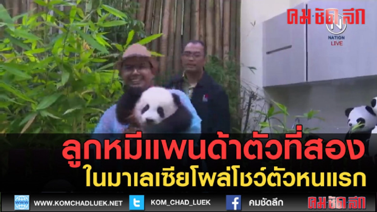 (คลิปข่าว) ลูกแพนด้าตัวที่สองในมาเลเซียโผล่โชว์ตัวหนแรก (คลิปข่าว) ลูกแพนด้าตัวที่สองในมาเลเซียโผล่โชว์ตัวหนแรก