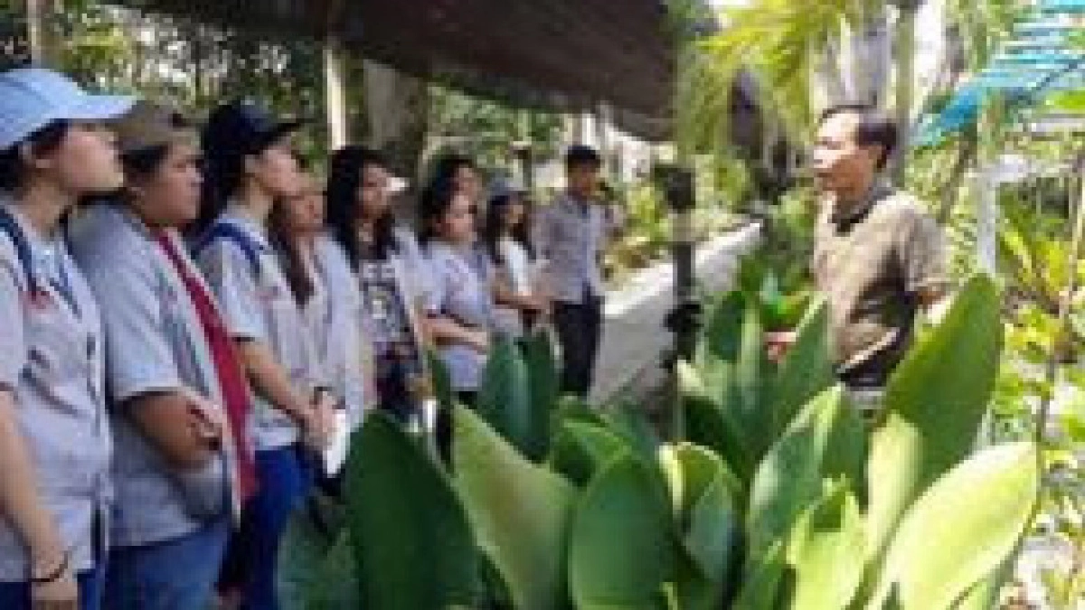 อย่างไรถึงต้องเป็น ไม้ใบ... อย่างไรถึงต้องเป็น ไม้ใบ...