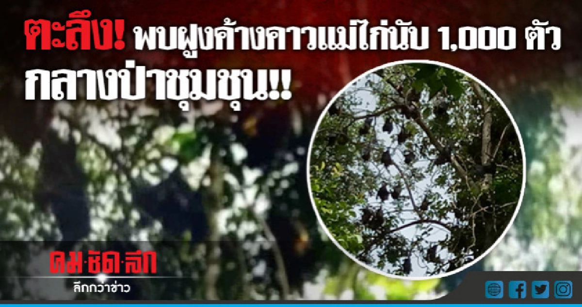 ตะลึง!พบฝูงค้างคาวแม่ไก่นับ1,000ตัว กลางป่าชุมชุน!! ตะลึง!พบฝูงค้างคาวแม่ไก่นับ1,000ตัว กลางป่าชุมชุน!!