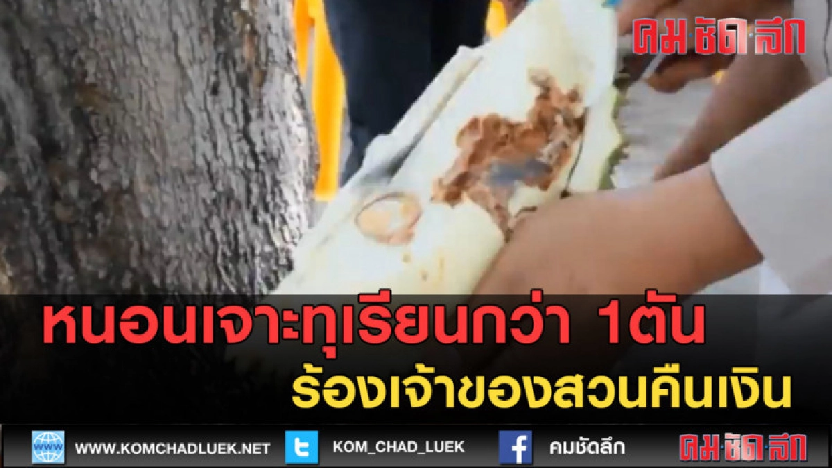 (คลิปข่าว) หนอนเจาะทุเรียนกว่า 1ตัน ร้องเจ้าของสวนคืนเงิน
