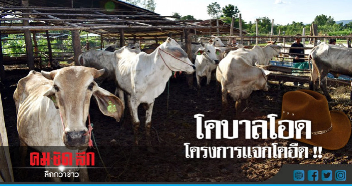 โคบาลสระแก้ว บุกศาลากลางทวงถามโครงการแจกโคล่าช้า..!! โคบาลสระแก้ว บุกศาลากลางทวงถามโครงการแจกโคล่าช้า..!!