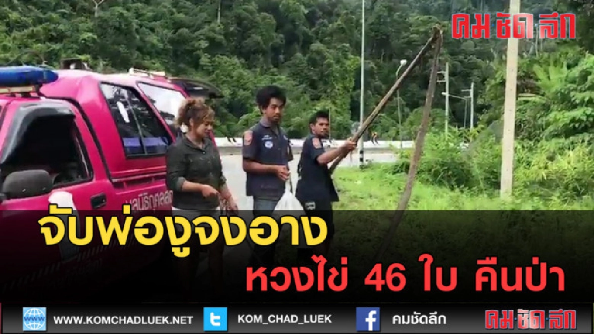 (คลิปข่าว) จับพ่องูจงอางหวงไข่ 46 ใบ คืนป่า (คลิปข่าว) จับพ่องูจงอางหวงไข่ 46 ใบ คืนป่า